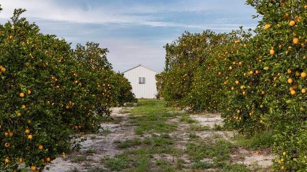 Grove with orange trees and a white building under a blue sky with clouds.