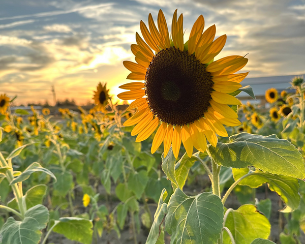Sunflower in a field with a sunset sky