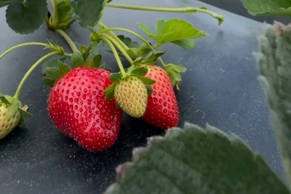 Strawberries growing on a plant with a cloudy sky in the background